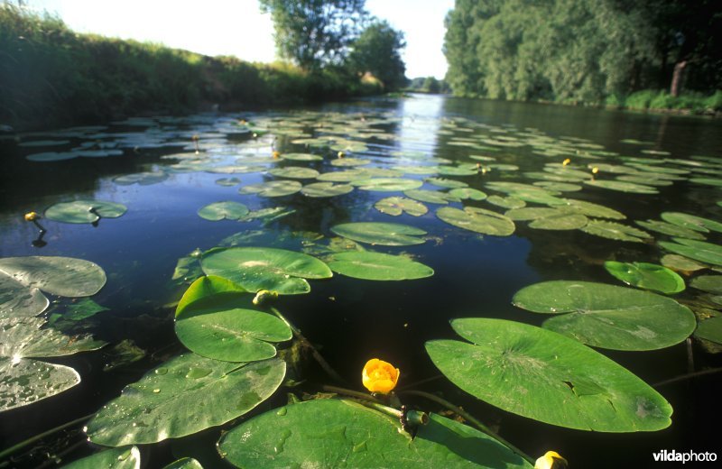 Oude Schelde-arm