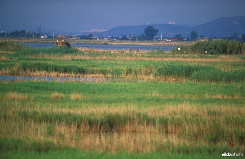Ebro delta