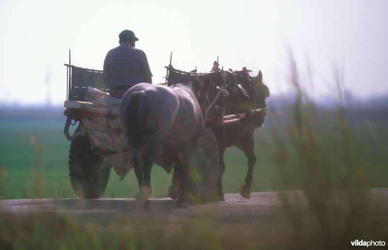 Rijstboer in de Ebro delta