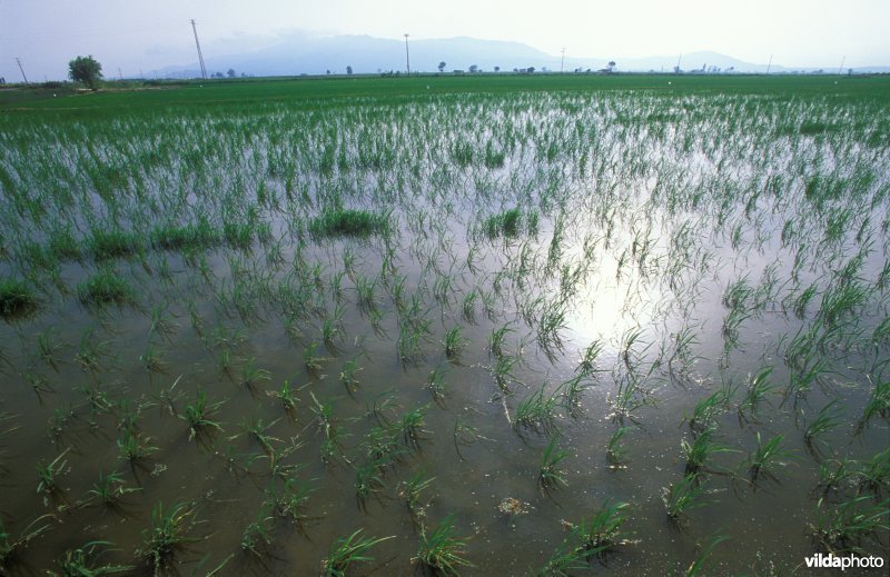 Rijstplantages op de Ebro-delta