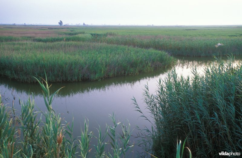Ebro delta