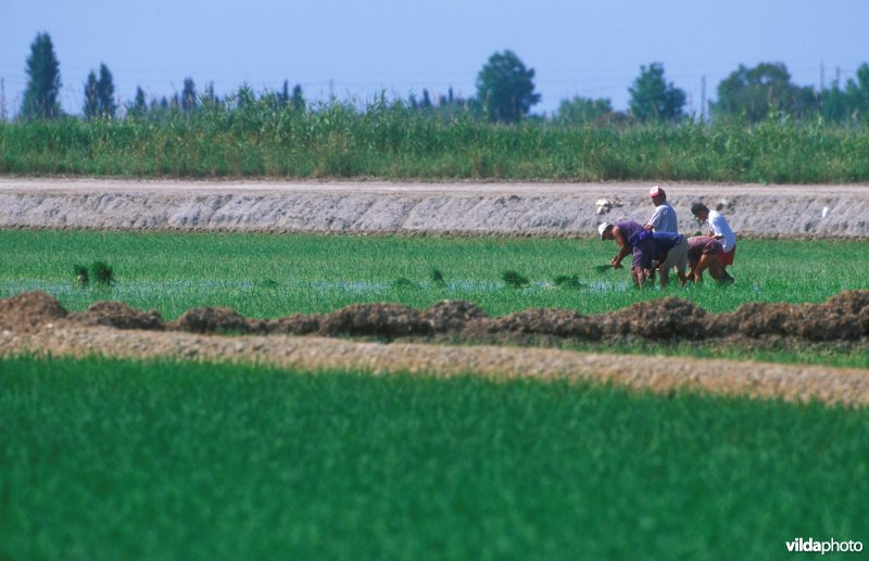 Rijstboeren in de Ebro delta