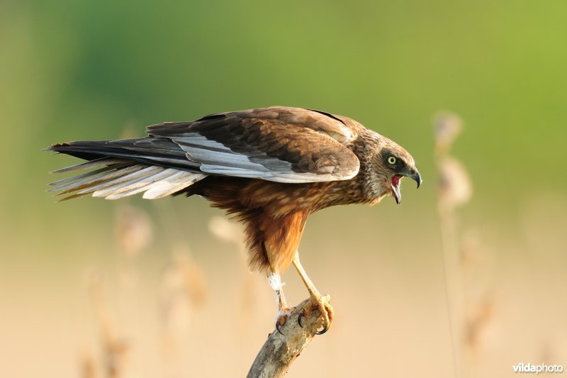 Roepend mannetje Bruine kiekendief