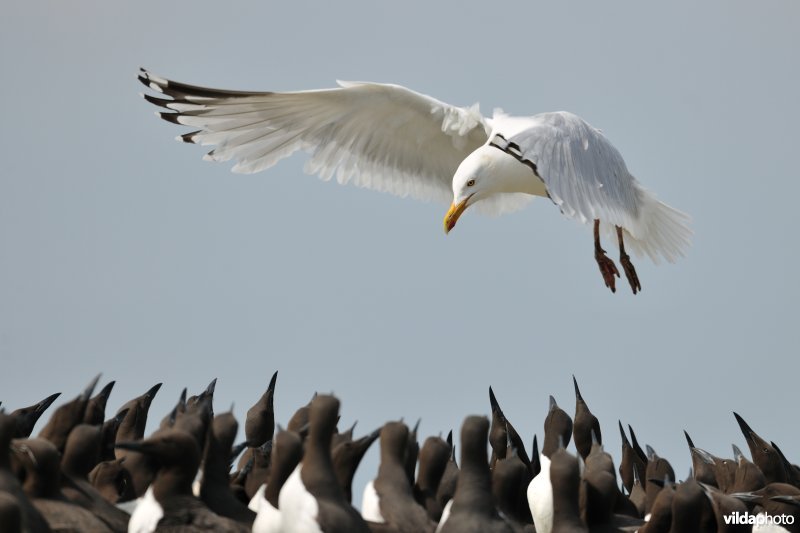 Zilvermeeuw belaagt zeekoeten