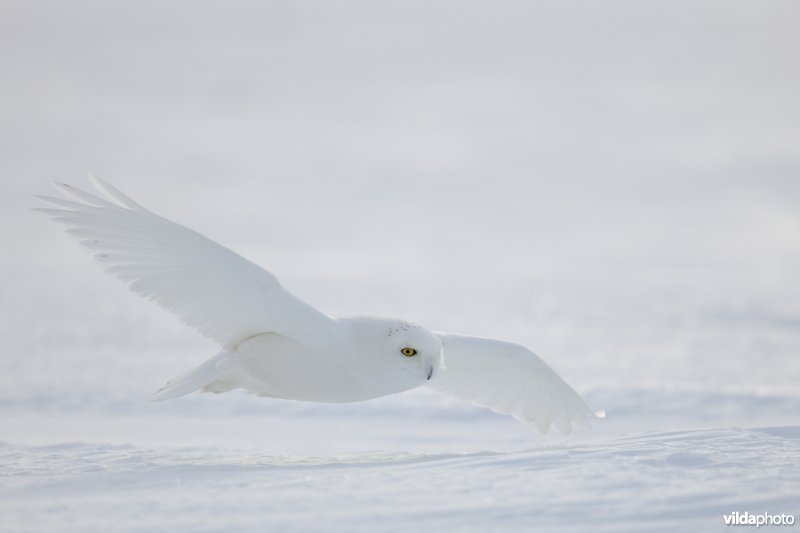 Aanvliegende Sneeuwuil