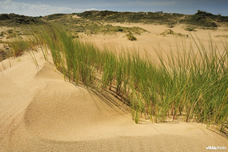 Helmduin in Ter Yde