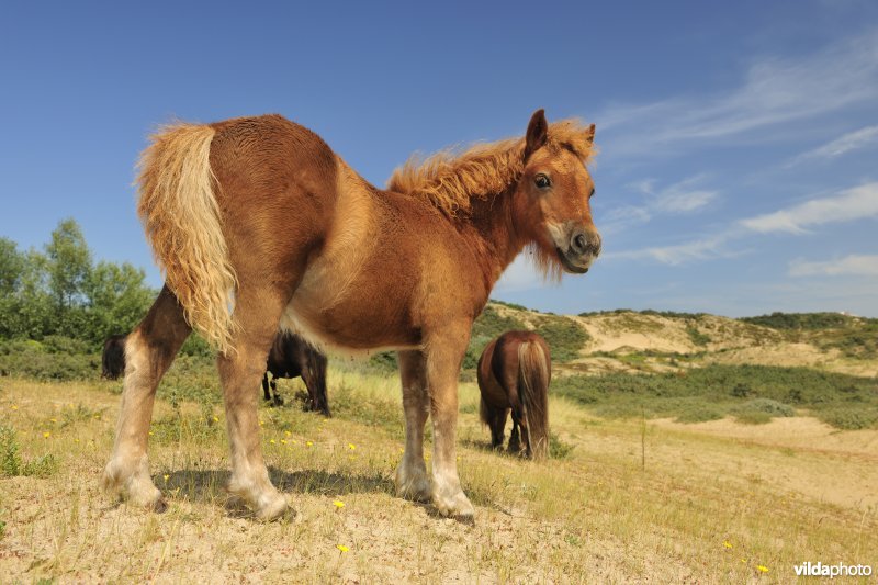 Shetland-pony's in Ter Yde