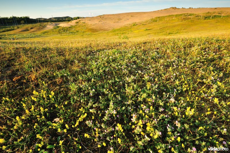 Duingrasland in Ter Yde