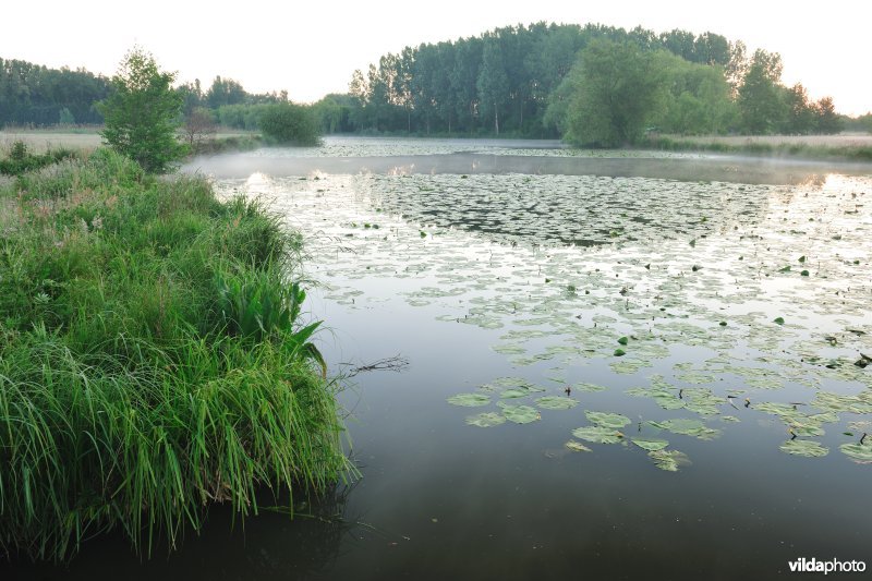 Oude Schelde in de Scherenmeersen