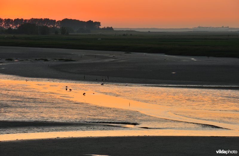 Paardenschor in Doel