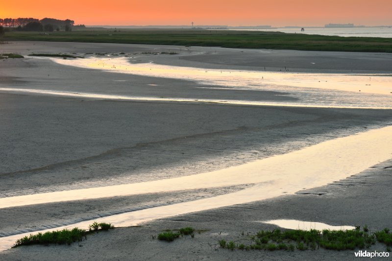 Paardenschor in Doel