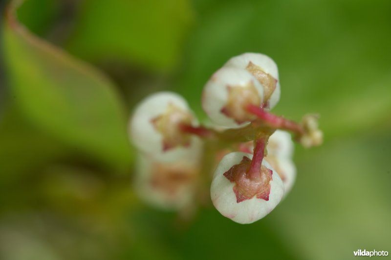 Rond wintergroen