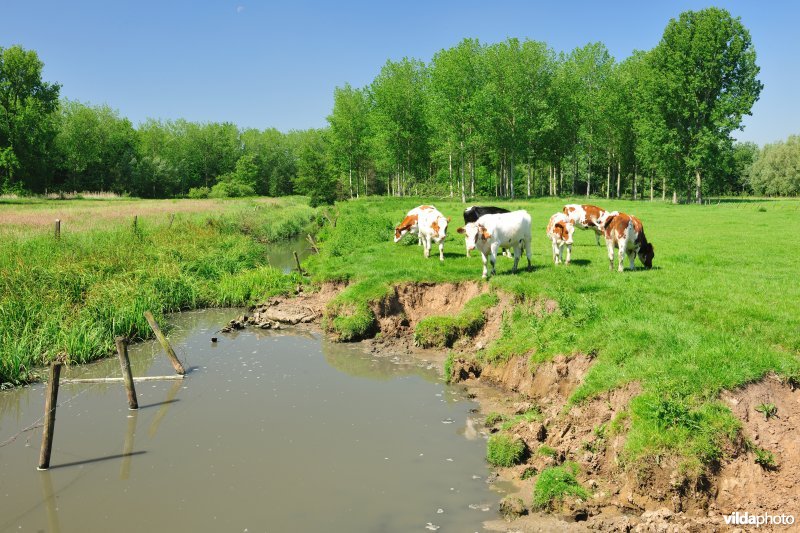 Polder van KBR