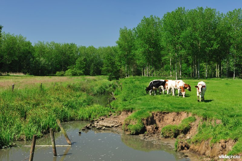 Polder van KBR