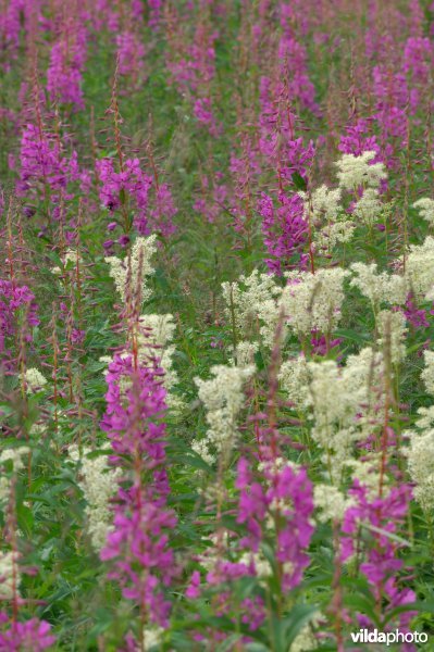 Veld Wilgenroosje en Moerasspirea
