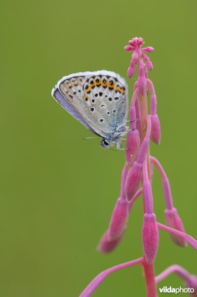 Vals heideblauwtje