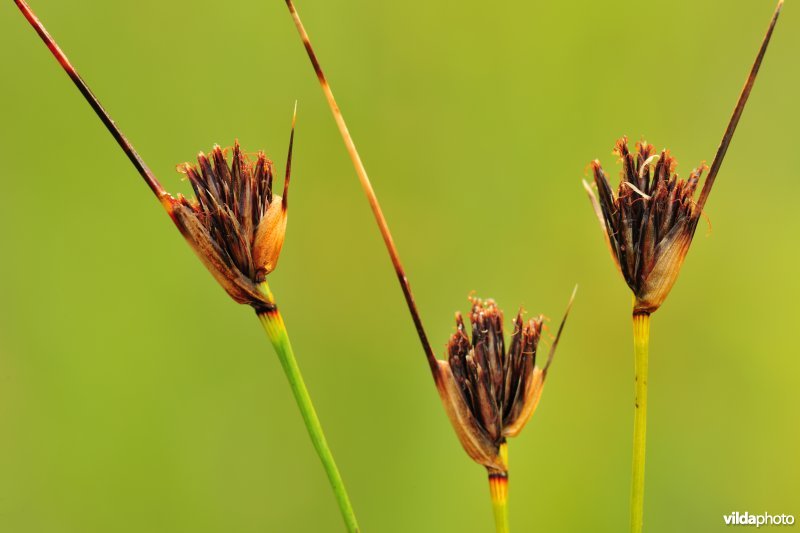 Zwarte knopbies