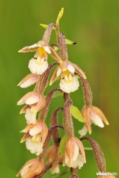 Moeraswespenorchis