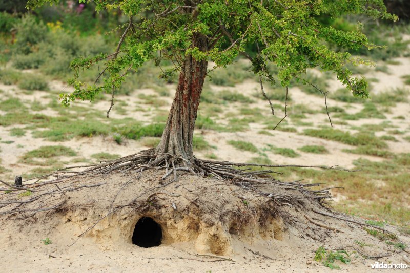 Noordduinen