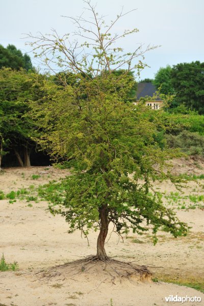 Noordduinen