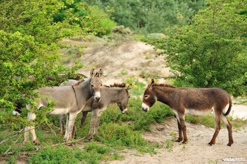 Ezels in de Noordduinen