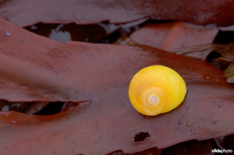 Stomp alikruikje op zeewier