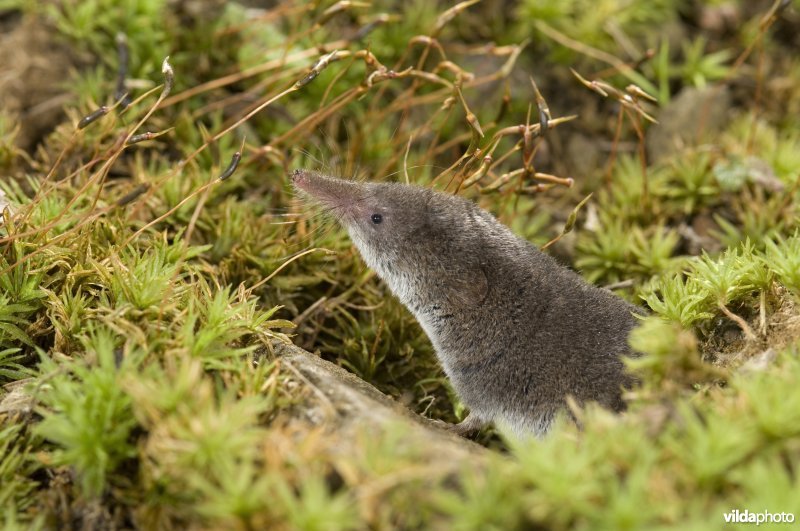 Dwergspitsmuis kijkt uit holletje
