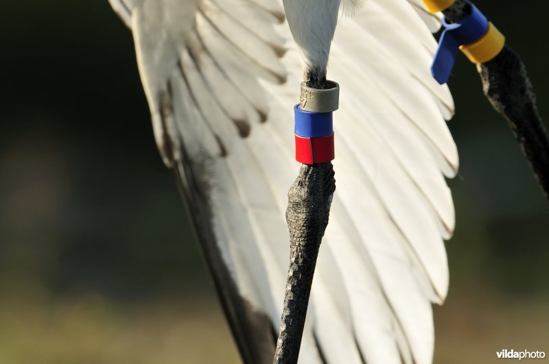 Vleugelstrekkende Juveniele Lepelaar met kleurringen