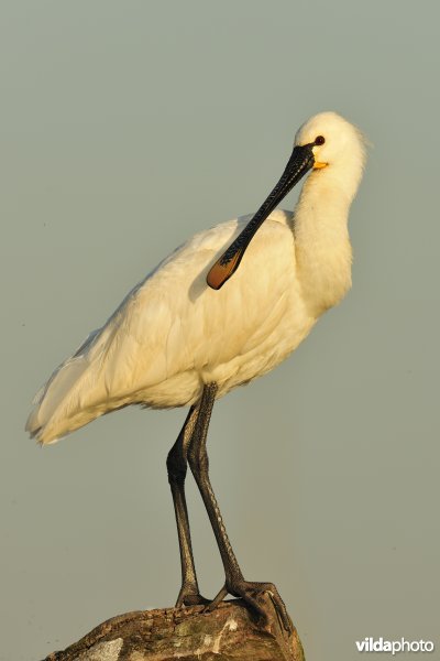 Lepelaar