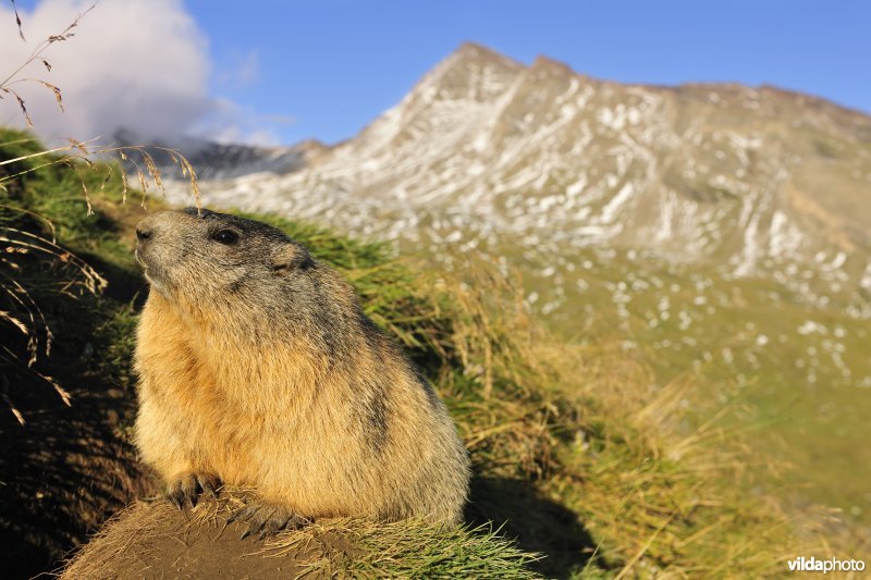 Alpenmarmot  in Alpenlandschap