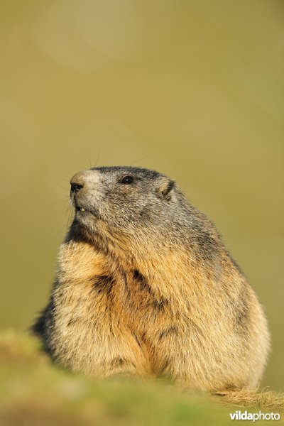 Alpenmarmot