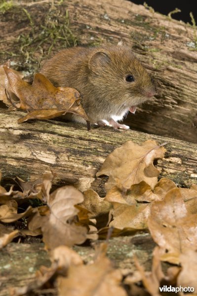 Rosse woelmuis