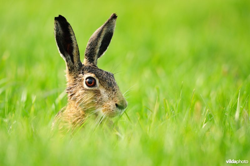 Kopje van Haas steekt uit boven gras