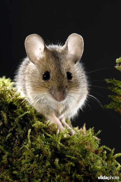 Bosmuis in tegenlicht