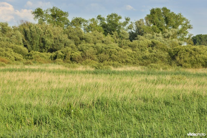 Rietveld in de Blankaart