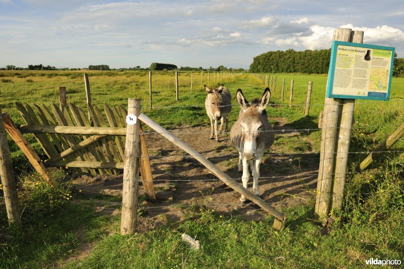 Ezels in de Blankaart