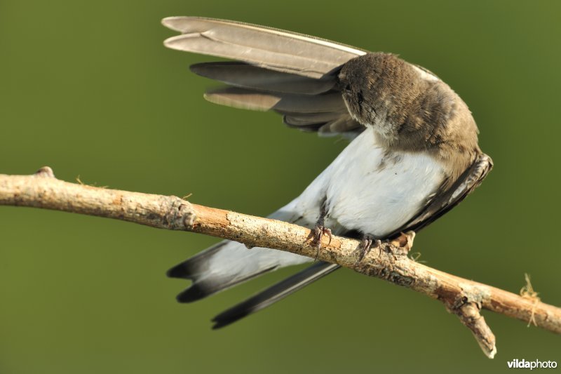 Oeverzwaluw poetst zich