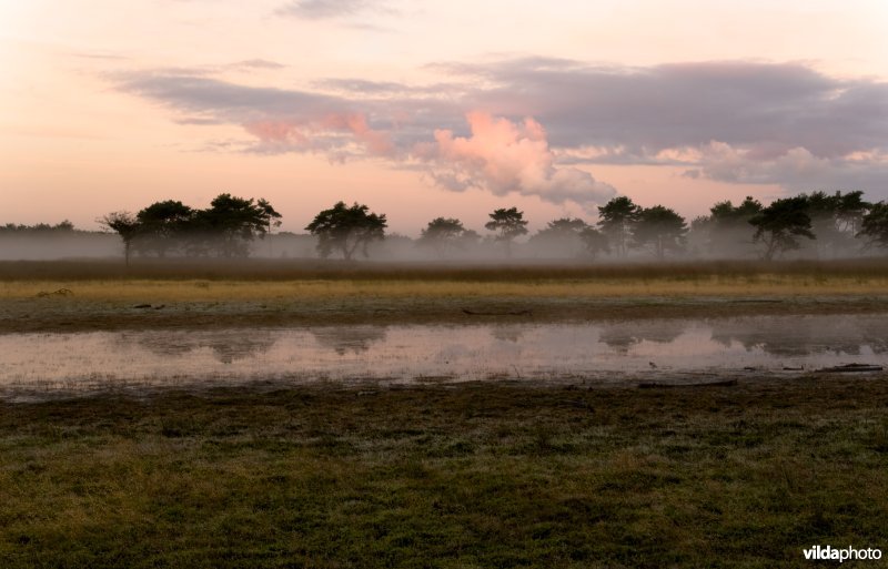 Kalmthoutse Heide