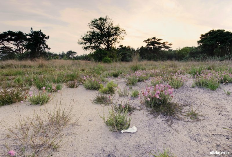 Dophei op geplagde heide