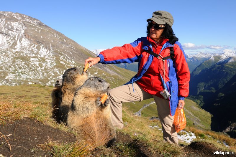 Toerist voedert Alpenmarmotten
