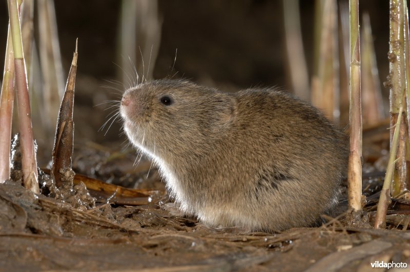 Snuffelende Noordse woelmuis