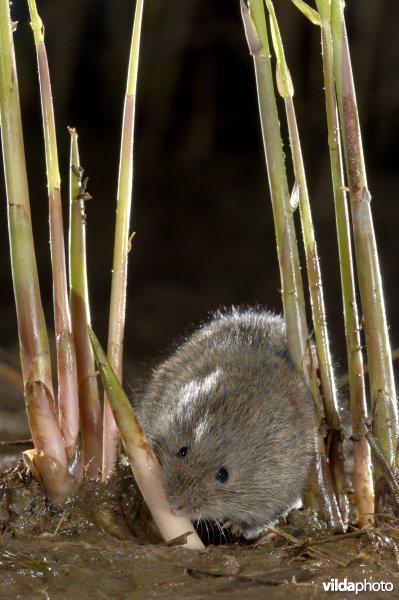 Etende Noordse woelmuis