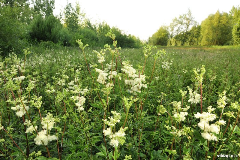 Moerasspirea in de Vlassenbroekse Polders