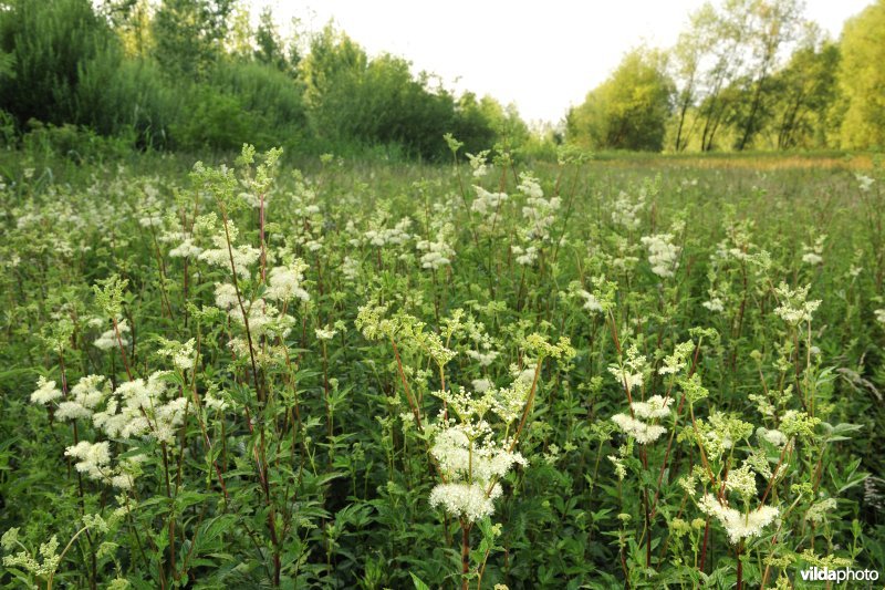 Moerasspirea in de Vlassenbroekse Polders