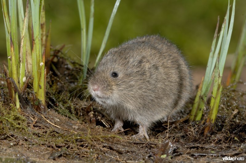 Noordse woelmuis