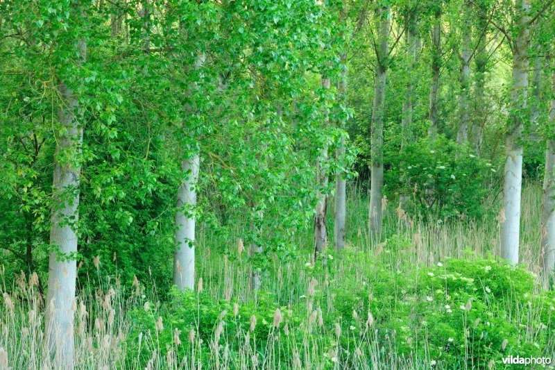 Vlassenbroekse Polders