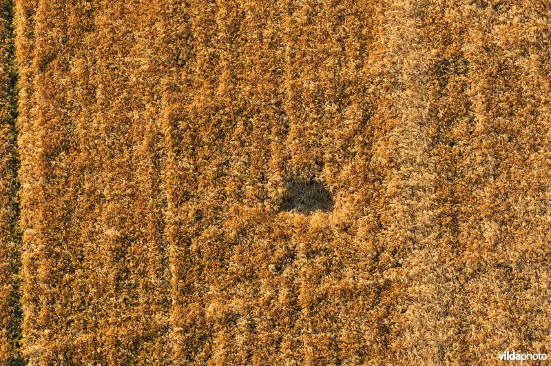 Nest van Bruine Kiekendief