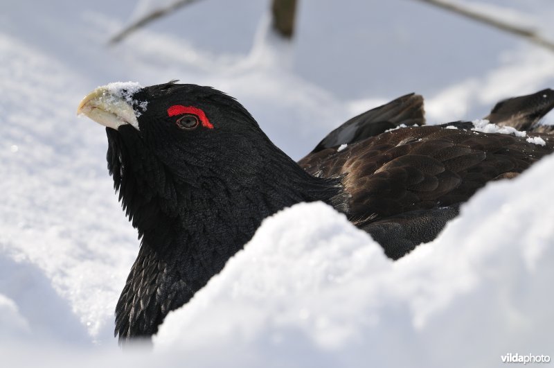Auerhaan in de sneeuw