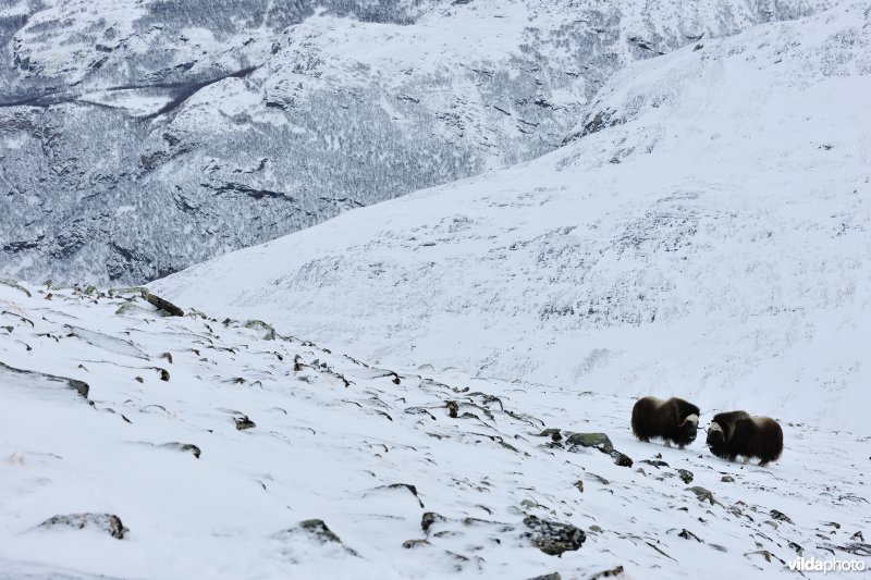 Muskusos in de sneeuw