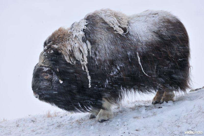 Muskusos in de sneeuw